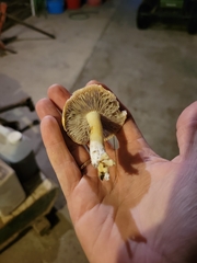 Leratiomyces percevalii