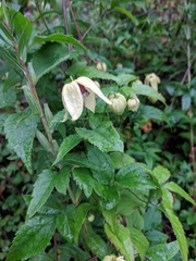 Clematis