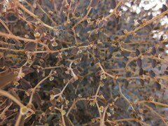 Euphorbia jaegeri