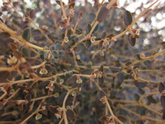 Euphorbia jaegeri