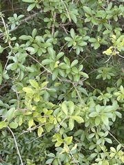 Ilex vomitoria