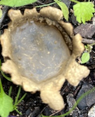 Scleroderma polyrhizum