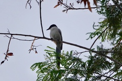 Cyanopica cyanus