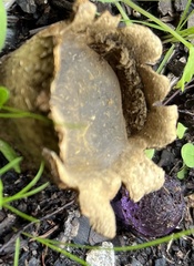 Scleroderma polyrhizum