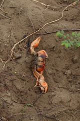 Gecarcinus lateralis