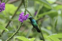 Chlorostilbon mellisugus