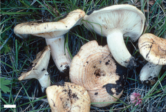 Lactarius pseudodelicatus