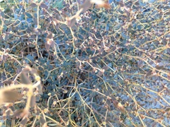 Euphorbia jaegeri