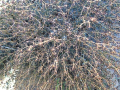 Euphorbia jaegeri