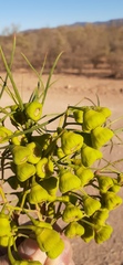 Codonocarpus pyramidalis
