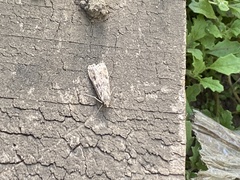 Nomophila distinctalis