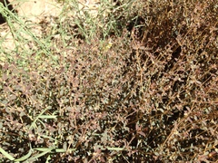 Euphorbia jaegeri