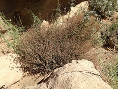 Euphorbia jaegeri