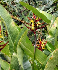 Heliconia hirsuta