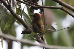 Dryobates passerinus