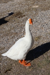 Anser cygnoides domesticus