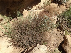 Euphorbia jaegeri