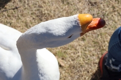 Anser cygnoides domesticus