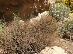 Euphorbia jaegeri
