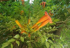 Campsis