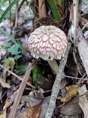 Boletellus ananas