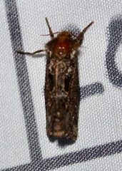 Korscheltellus gracilis