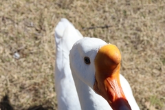 Anser cygnoides domesticus