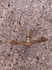 Lantanophaga pusillidactylus