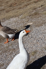 Anser cygnoides domesticus