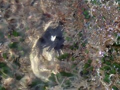 Echinometra vanbrunti