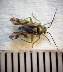 Tuicoris excelsus