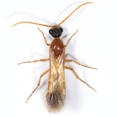 Chyphotes melaniceps