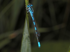 Coenagrion scitulum