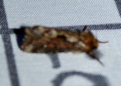 Korscheltellus gracilis