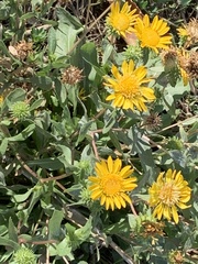 Grindelia hirsutula