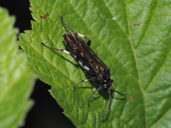 Macrophya albicincta