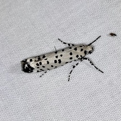 Yponomeuta internellus