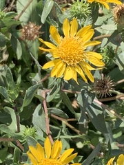 Grindelia hirsutula