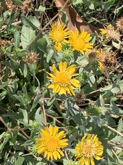 Grindelia hirsutula