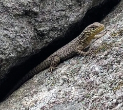 Stenocercus crassicaudatus