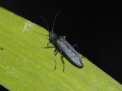 Oedemera