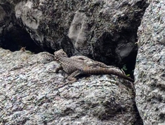 Stenocercus crassicaudatus