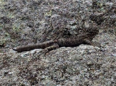 Stenocercus crassicaudatus