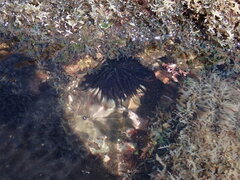 Echinometra vanbrunti