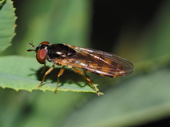 Melanostoma mellinum