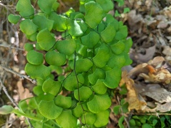 Adiantum jordanii