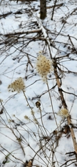 Anemone virginiana