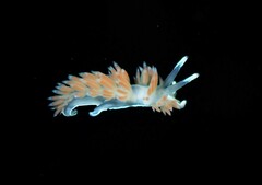Flabellina