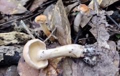 Hydnum rufescens