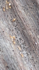 Tapinoma melanocephalum